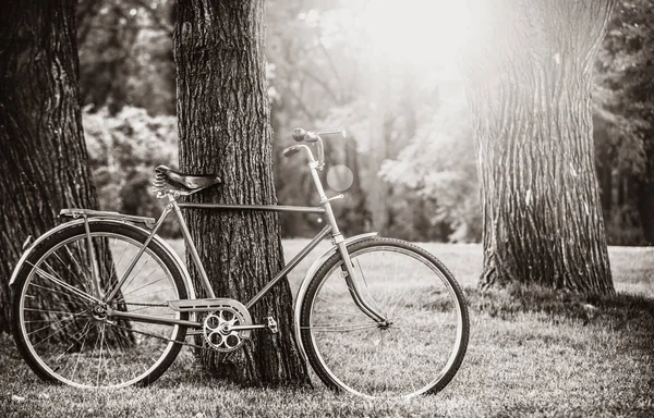 Retro Kolo Čeká Trávníku Poblíž Stromu Obrázek Černé Bílé Barvy — Stock fotografie