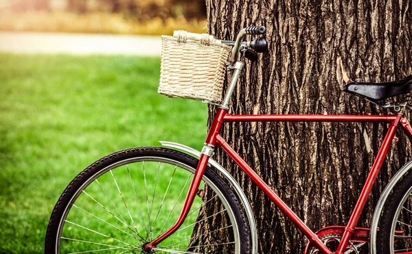 ビンテージ自転車ツリー近くの芝生の上に待機します 横から見た図 — ストック写真