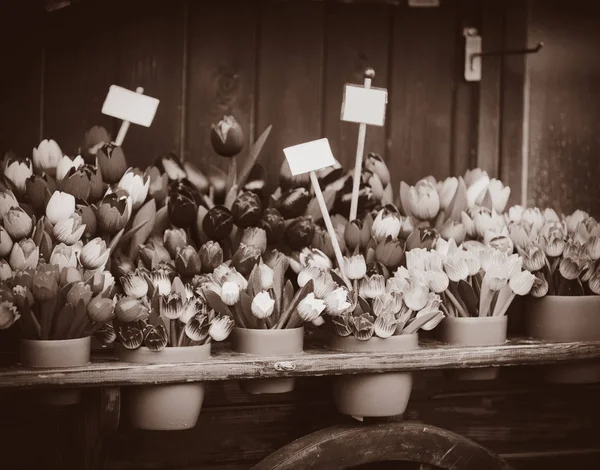 Штучні тюльпани в горщиках на продажу підставки — стокове фото