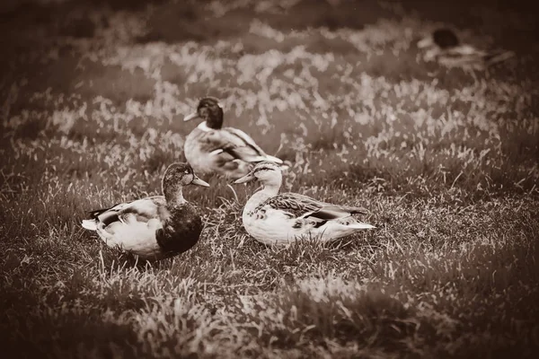 Holenderski kaczki na zielonej trawie — Zdjęcie stockowe