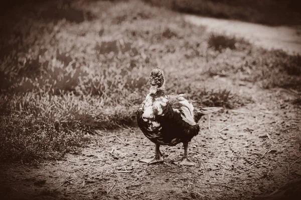 Pato holandés sobre hierba verde —  Fotos de Stock