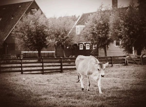 Vaca no prado verde da velha fazenda holandesa — Fotografia de Stock