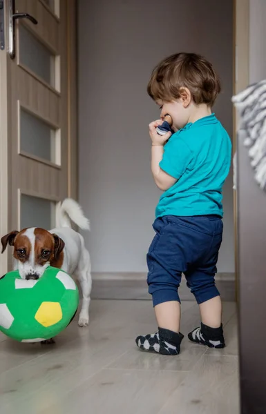 Chico jugar con su jack russell terrier perro . —  Fotos de Stock