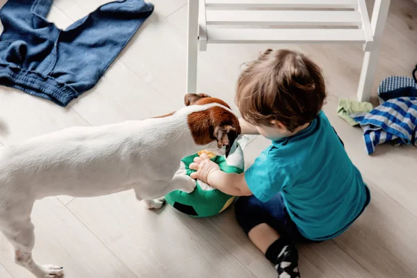 Pojke spela med sin jack russell terrier hund. — Stockfoto