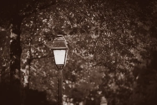 Lámpara vintage con cerca de un árbol —  Fotos de Stock