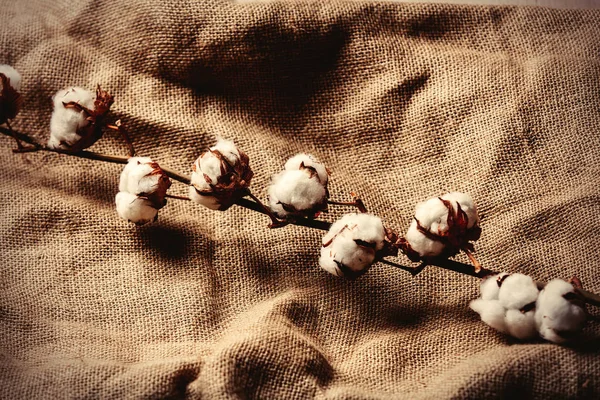 Cotton branch on jute background. — Stock Photo, Image