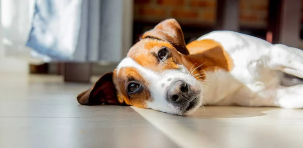 Junger Jack Russell Terrier Hund Schläft Auf Dem Fußboden Zimmer — Stockfoto