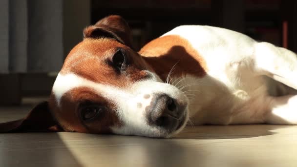 Jonge jack russell terrier hond slapen op een verdieping — Stockvideo