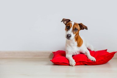 Genç köpek evde kırmızı yastık üzerinde yalan