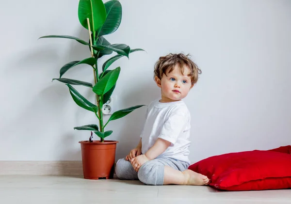 Μωρό με πράσινο φυτό που κάθεται σε ένα πάτωμα κοντά σε λευκό τοίχο — Φωτογραφία Αρχείου