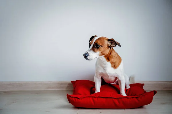 Jonge hond zittend op de rode kussen thuis — Stockfoto