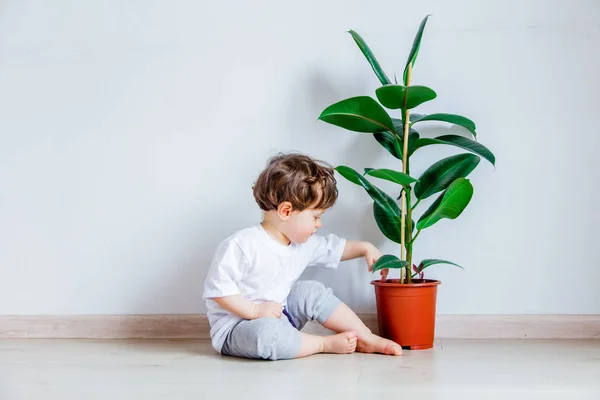 Bebê com planta verde sentado em um piso perto da parede branca — Fotografia de Stock