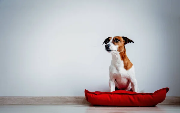 Jonge hond zittend op de rode kussen thuis — Stockfoto