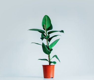 Gerçek ficus bitki gri arka plan üzerinde bir tencerede