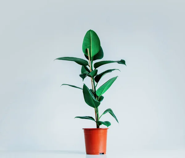 Настоящее фикусовое растение в горшке на сером фоне — стоковое фото