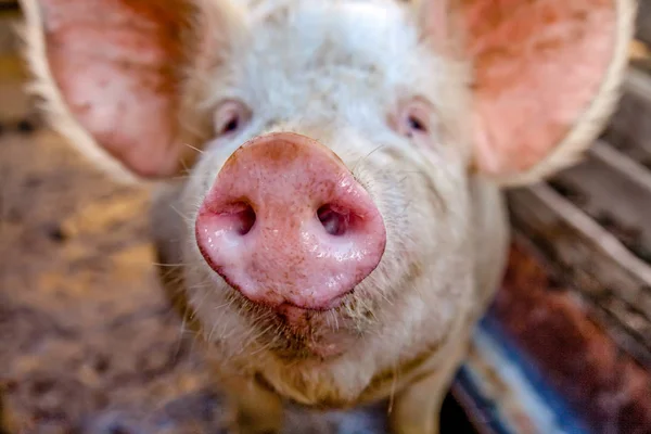 Nahaufnahme vom Schwein — Stockfoto