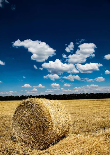 Yellow wheat straw on field in summer time. — Stock Photo, Image