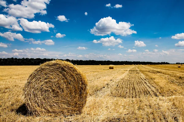 Yellow wheat straw on field in summer time. — Stock Photo, Image