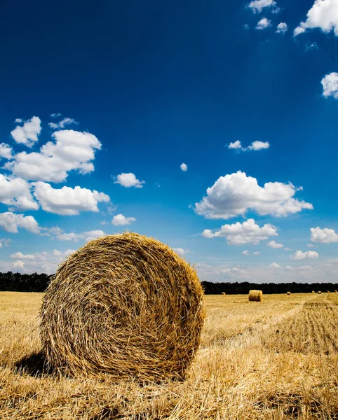 Yellow wheat straw on field in summer time. — Stock Photo, Image