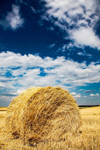 Gele tarwe stro op veld in zomertijd. — Stockfoto