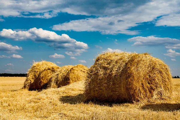 Paja de trigo amarillo en el campo en verano . — Foto de Stock