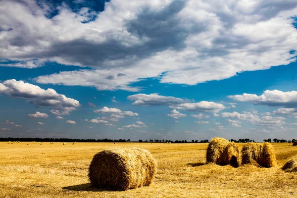 Yellow wheat straw on field in summer time. — Stock Photo, Image