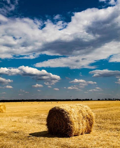 Yellow wheat straw on field in summer time. — Stock Photo, Image