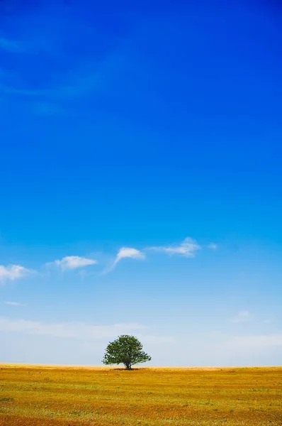 Árbol en el campo cerca del campo de trigo —  Fotos de Stock