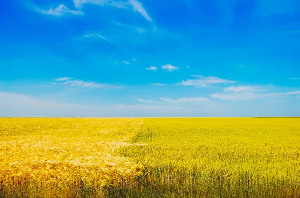 Campo di grano dorato con cielo blu i — Foto Stock