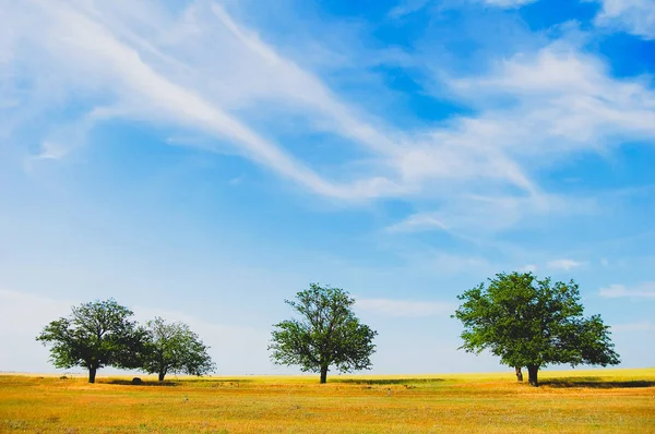 Three trees on countryside near wheat field in summer time. — Stock Photo, Image