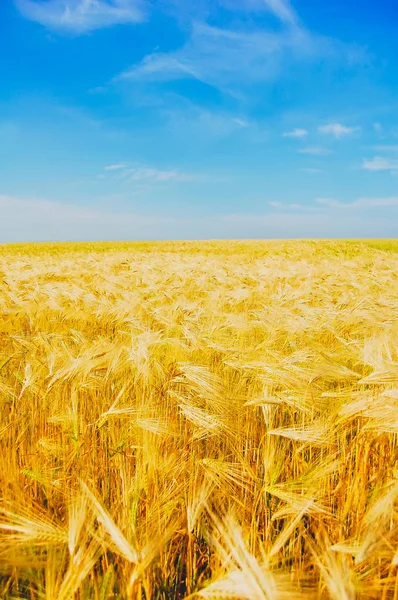 Goldenes Weizenfeld mit blauem Himmel — Stockfoto
