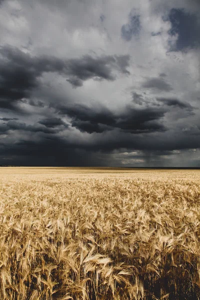 Golden wheat filed and rainy clouds over it — Stock Photo, Image