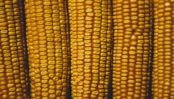 Closeup view on old yellow corns. — Stock Photo, Image