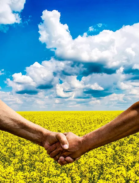 两个农夫手握手在收获油菜田. — 图库照片
