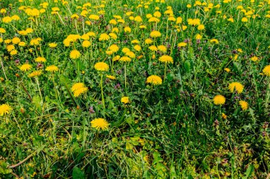 bahar sezonunda karahindiba fotoğrafı.