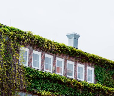 Modern yapının üzümleri . 