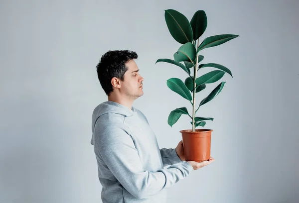 Homem bonito com planta ficus em um pote — Fotografia de Stock