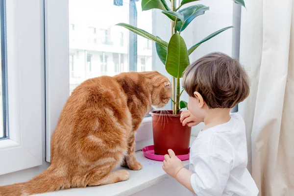 Kleine peuter jongen met gember kat in de buurt van Ficus op venster Sill — Stockfoto