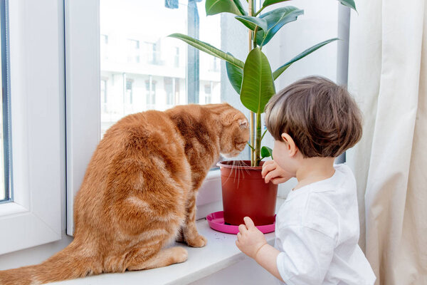 Little toddler boy with ginger cat near ficus on window sill