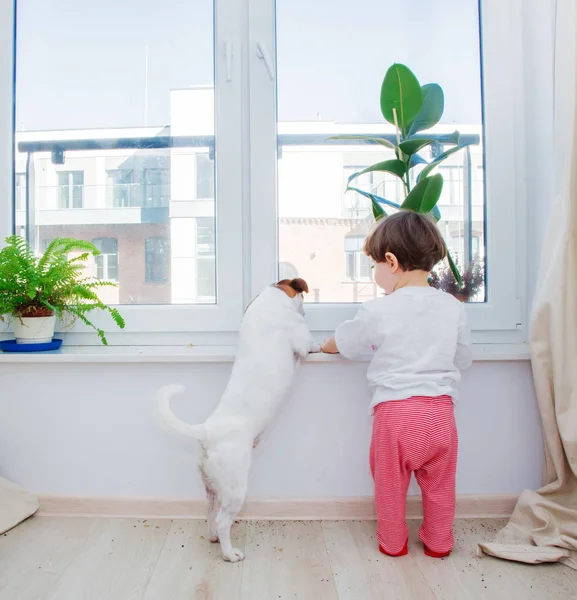 창 근처에 개와 식물을 가진 작은 유아 소년 — 스톡 사진
