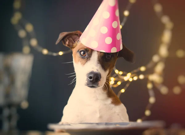 Jack Russell Terrier dog in a hat on a Birthday — Stock Photo, Image