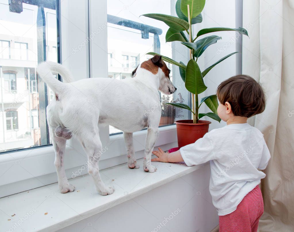 Little toddler boy with dog and plant near window