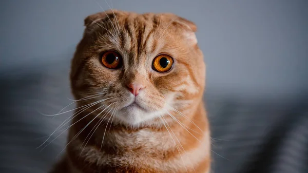 Young ginger scottish fold male cat, — 스톡 사진