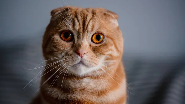 Young ginger scottish fold male cat, — Stock Photo, Image