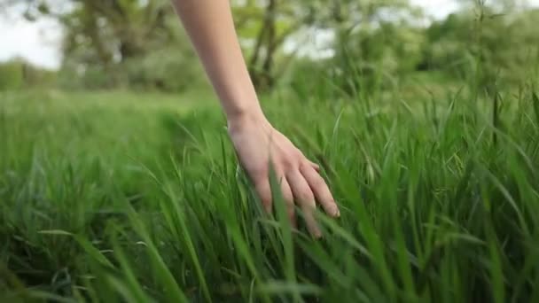 Vrouwelijk Wandelen Aanraken Van Gras — Stockvideo