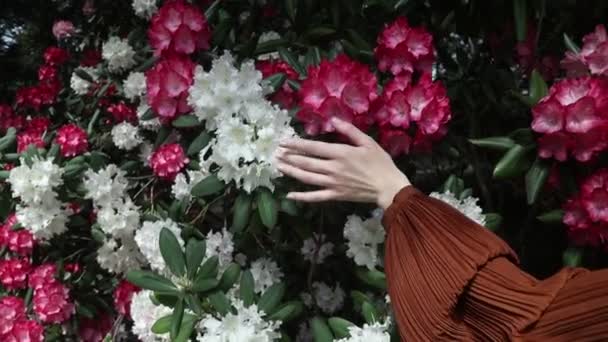 Weibliche Hand Bewegt Sich Entlang Der Blumen Strauch — Stockvideo