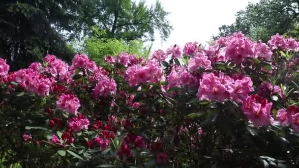 Beautiful Flowers Day Time — Stock Video