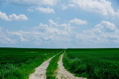 her iki tarafta buğday yeşil fleids ile kırsal yol. Mavi 