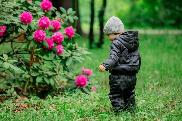 Μικρό αγόρι κοντά σε θάμνο με φλουλέρ σε έναν κήπο — Φωτογραφία Αρχείου