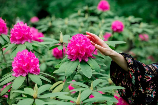 Mão feminina perto de flores de rododendro em um grarden em s — Fotografia de Stock